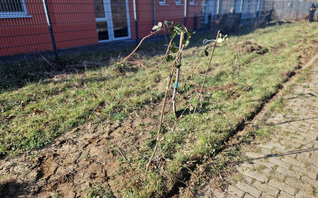 Ein Garten für Jung und Alt – Bericht von der Baustelle